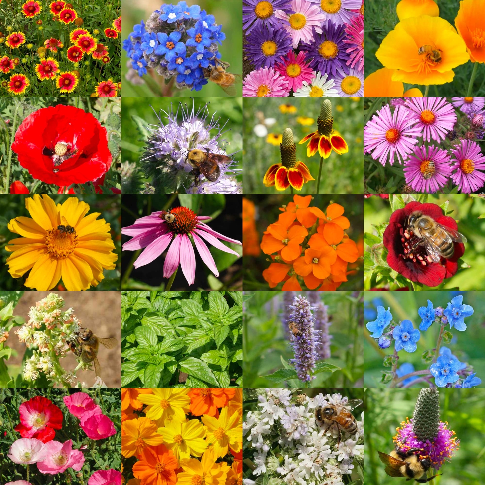 Bulk 12500 Seeds Honey Bee Wildflower Medium Pack (12500 Seeds)