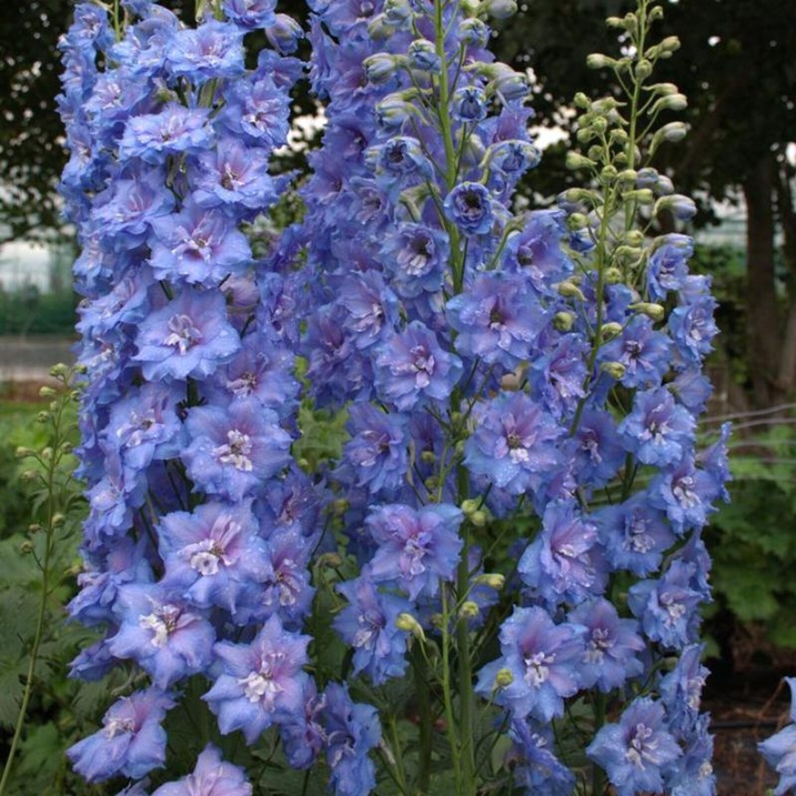 50 Blue Buccaneers Delphinium Seeds Perennial Seed Flowers Perennial US SELLER