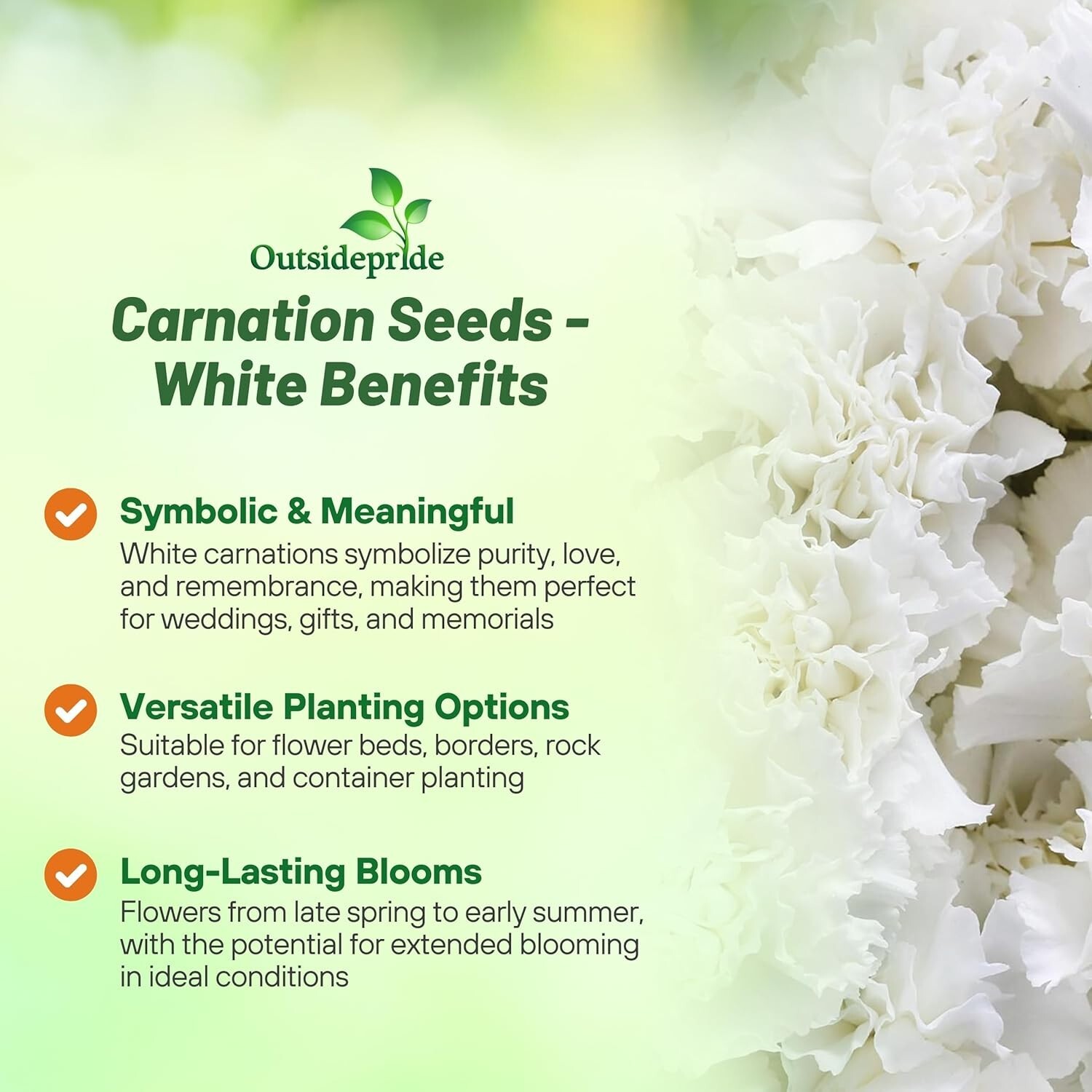 GMO-Free White Carnation Seeds – Easy to Grow, Attracts Pollinators, 1000 Pcs