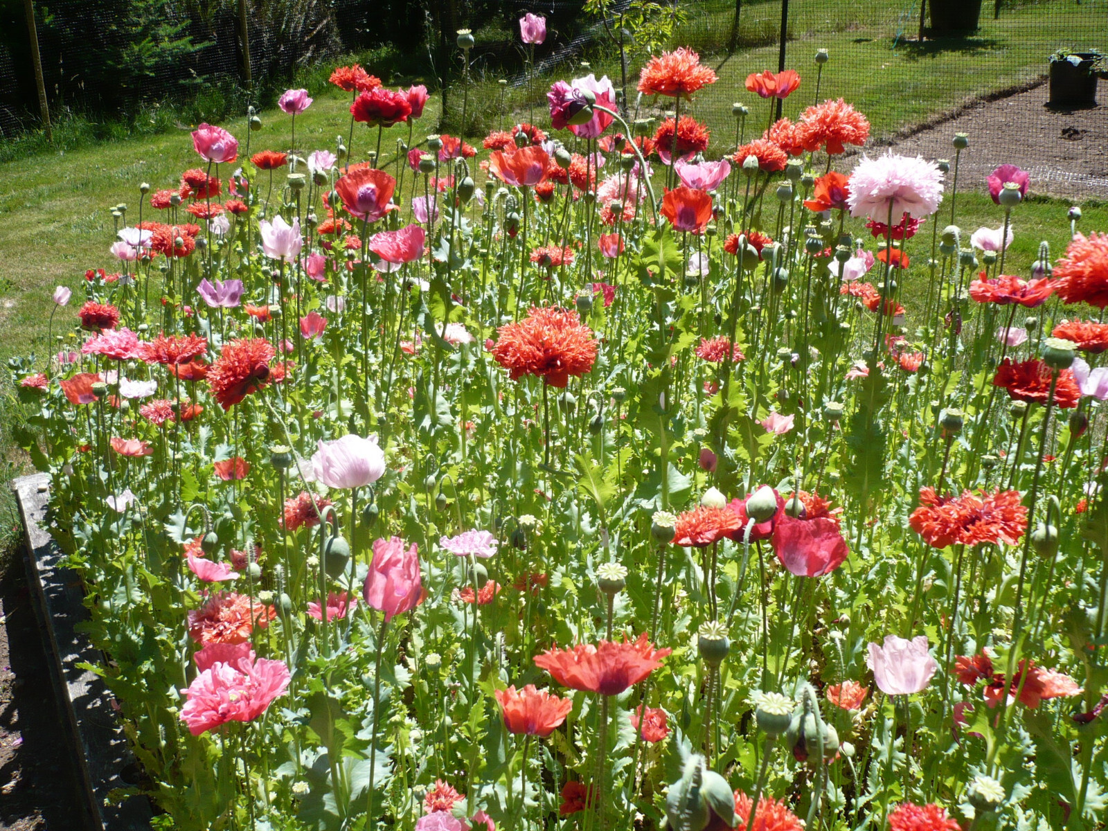 Summer Special! Papaver S. Poppy Mix 1 TSP 10,000 Seeds All Colors PoppyQueen👑