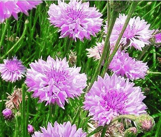 CORNFLOWER BACHELOR’S BUTTON MAUVE Centaurea Cyanus – 500 Bulk Seeds