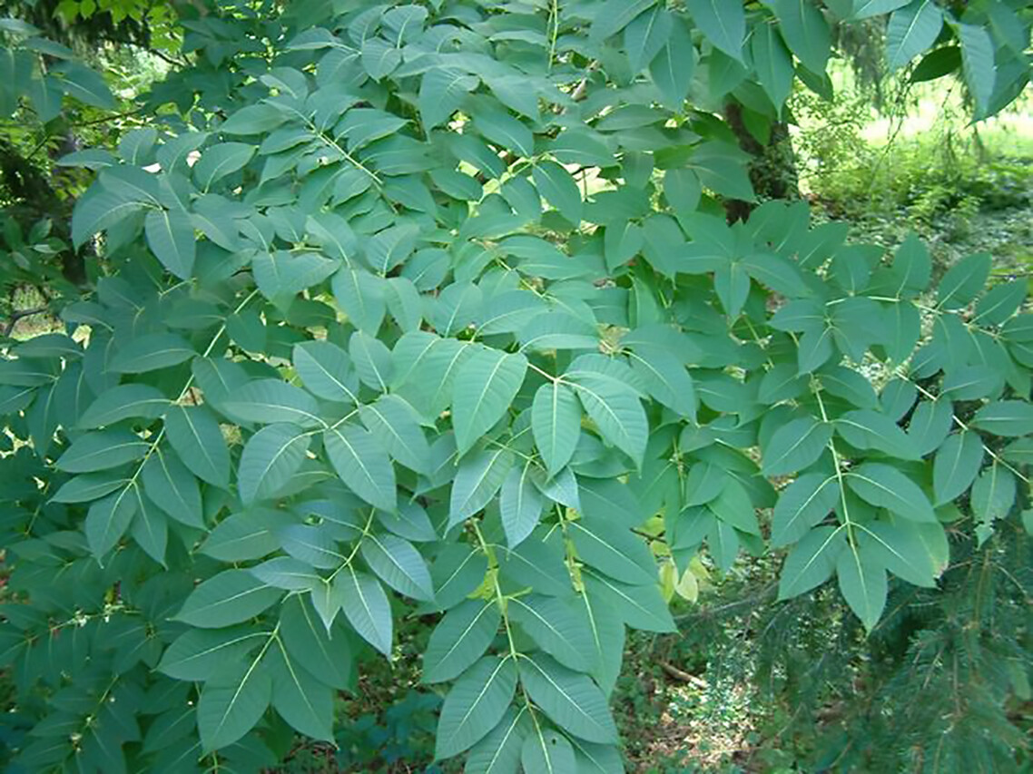 Kentucky Coffee, Gymnocladus dioicus, Tree Seeds (Fall Colors, Hardy, Fast)
