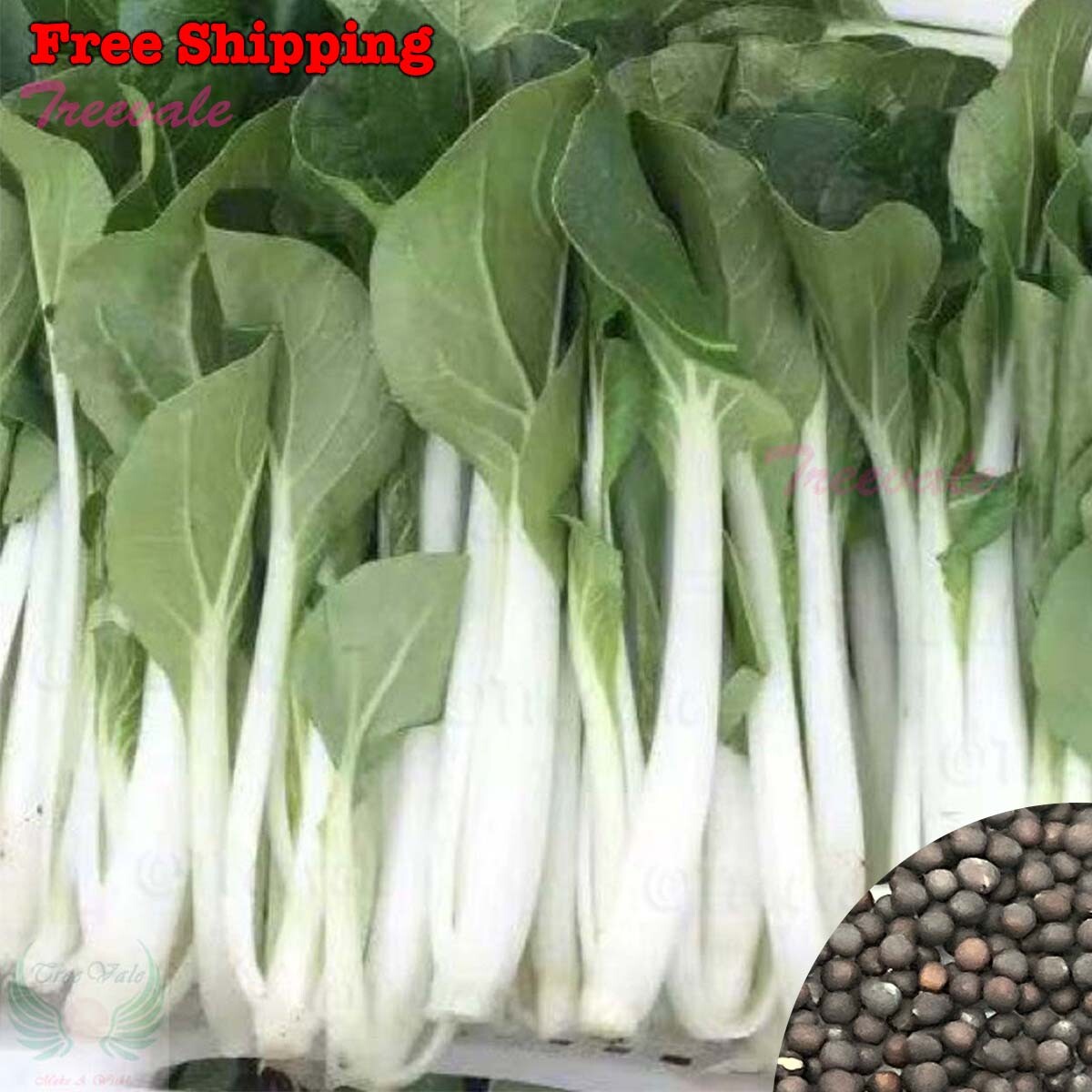 Canton Pak Choi-Long White Stem, Taisai, Bok Choy, Chinese Cabbage SEEDS