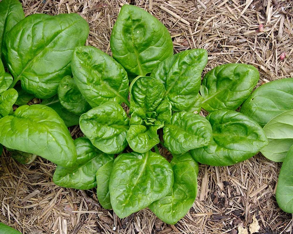 500++ America Spinach Seeds, NON-GMO, Heat Tolerant, Smooth Leaf Spinach