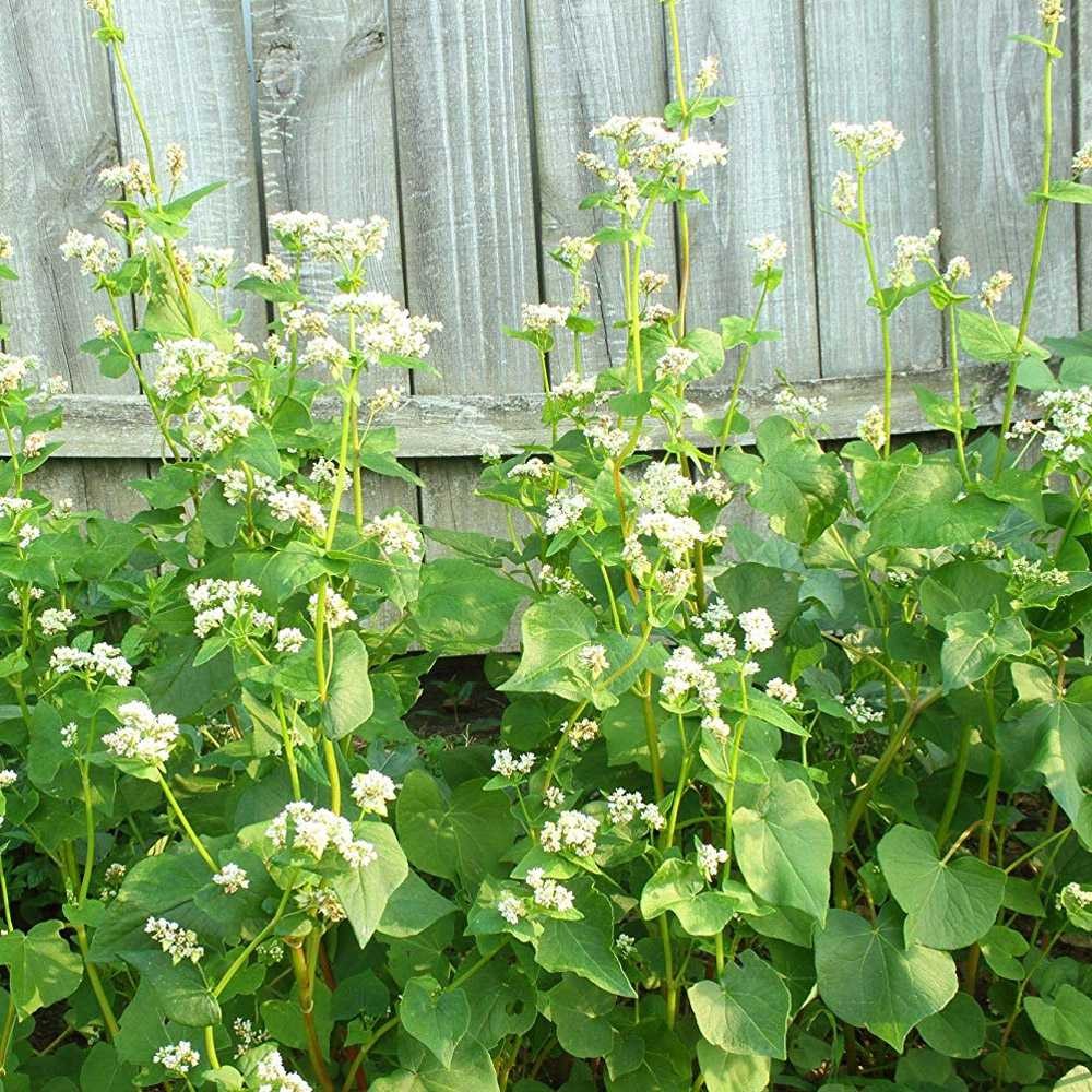 5 LB Buckwheat Seed For Planting Cover Crops & Green Manure