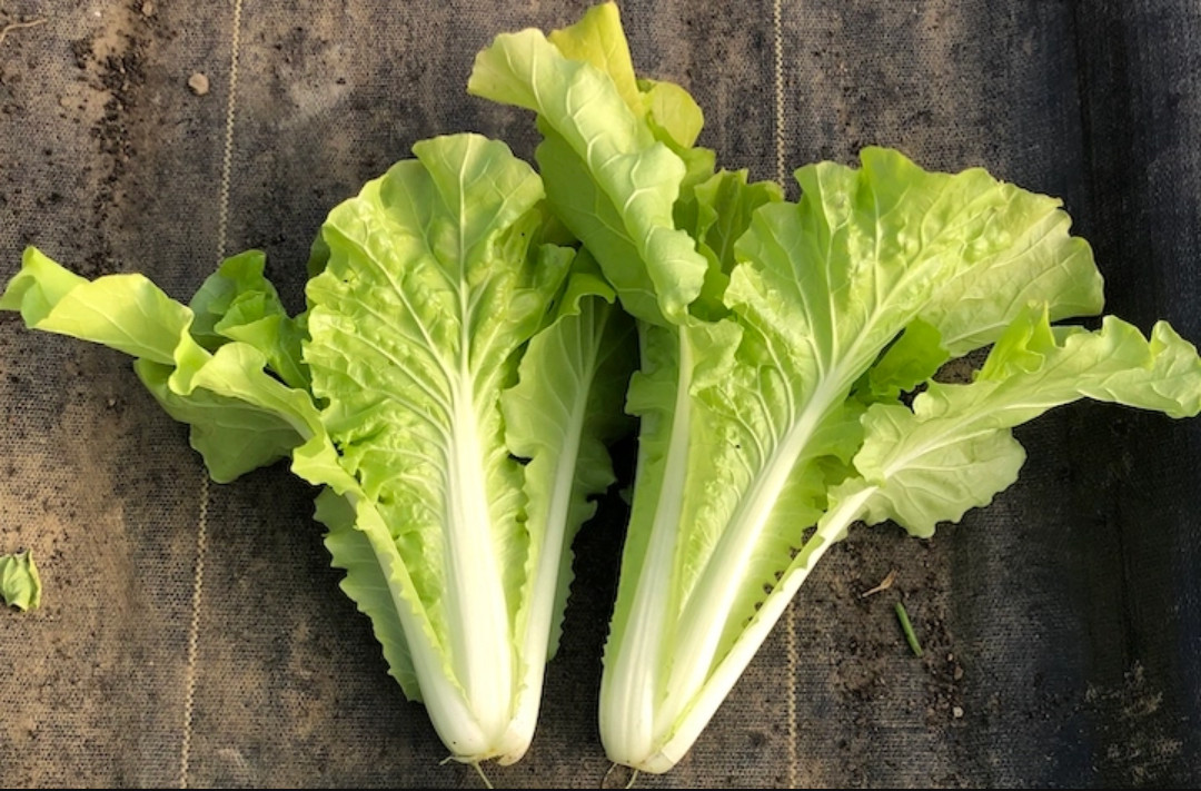 🌱Heirloom Organic Tokyo Bekana Loose Head Cabbage 100+ Seeds