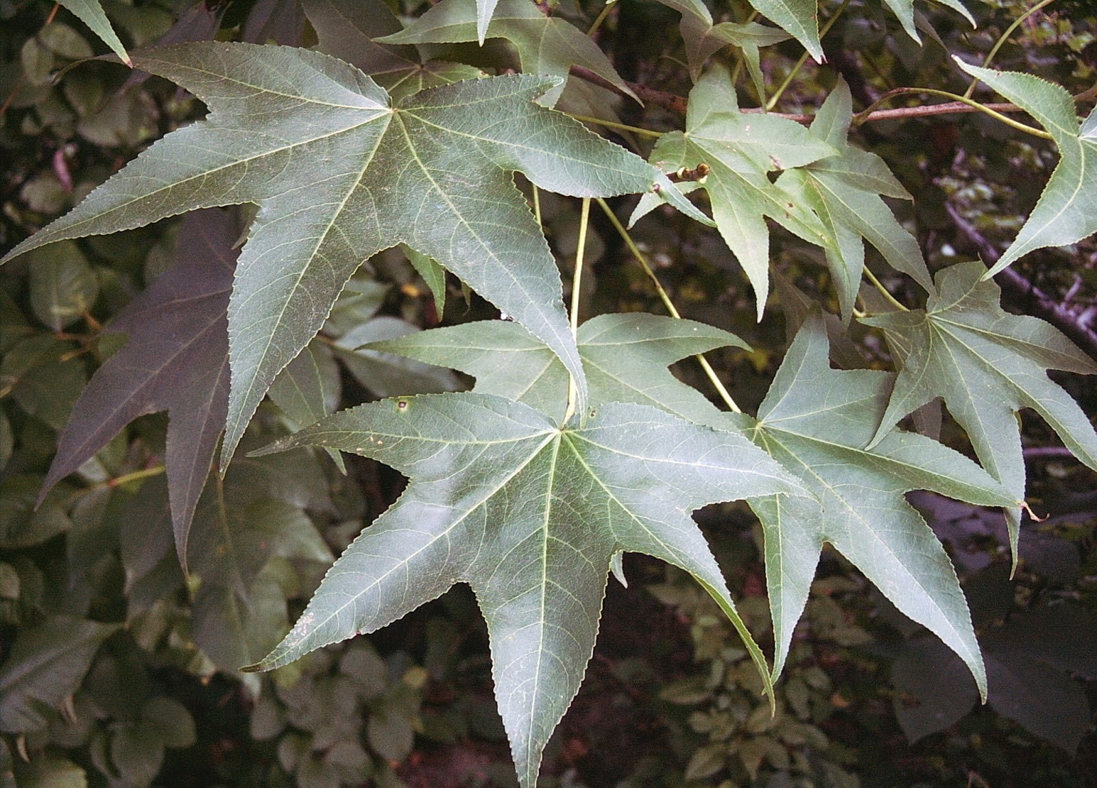 Sweetgum (Liquidambar styraciflua), 1-2 year old, One plant 10-16 inches tall