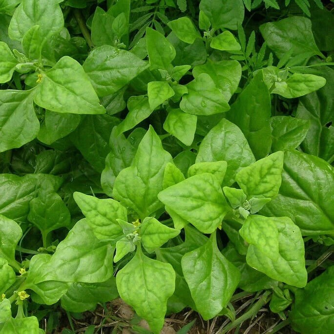 50 New Zealand Spinach Seeds Non-GMO Free Shipping