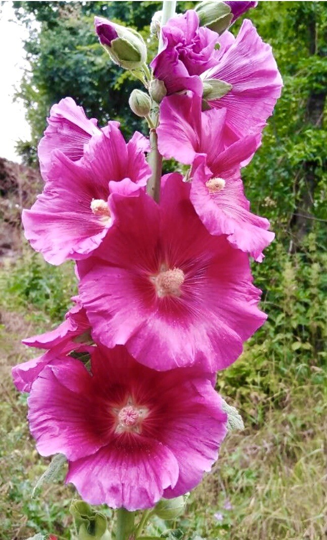 Red-Pink Hollyhock, Alcea Rosea – 40 seeds 2024 – USA