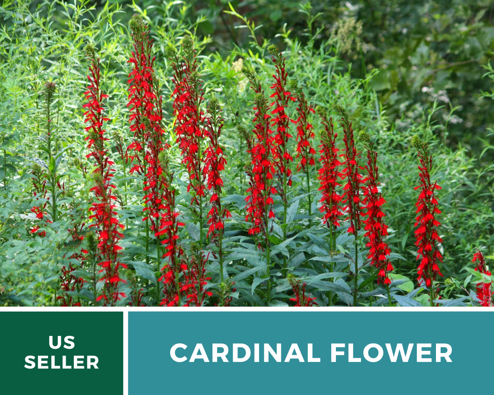 Lobelia, Cardinal Flower – 250 Seeds – Hummingbird Friendly (Lobelia cardinalis)