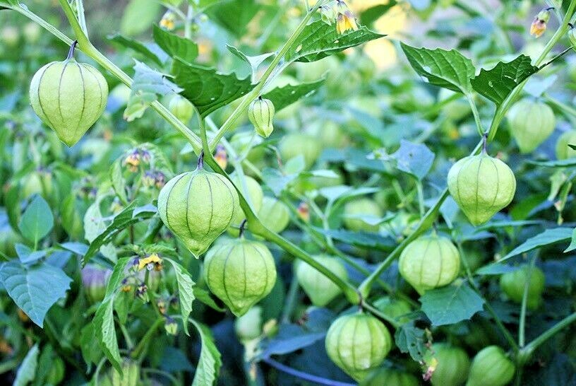 100+TOMATILLO GIGANTE Seeds Organic Summer Vegetable Garden Container Easy Grow