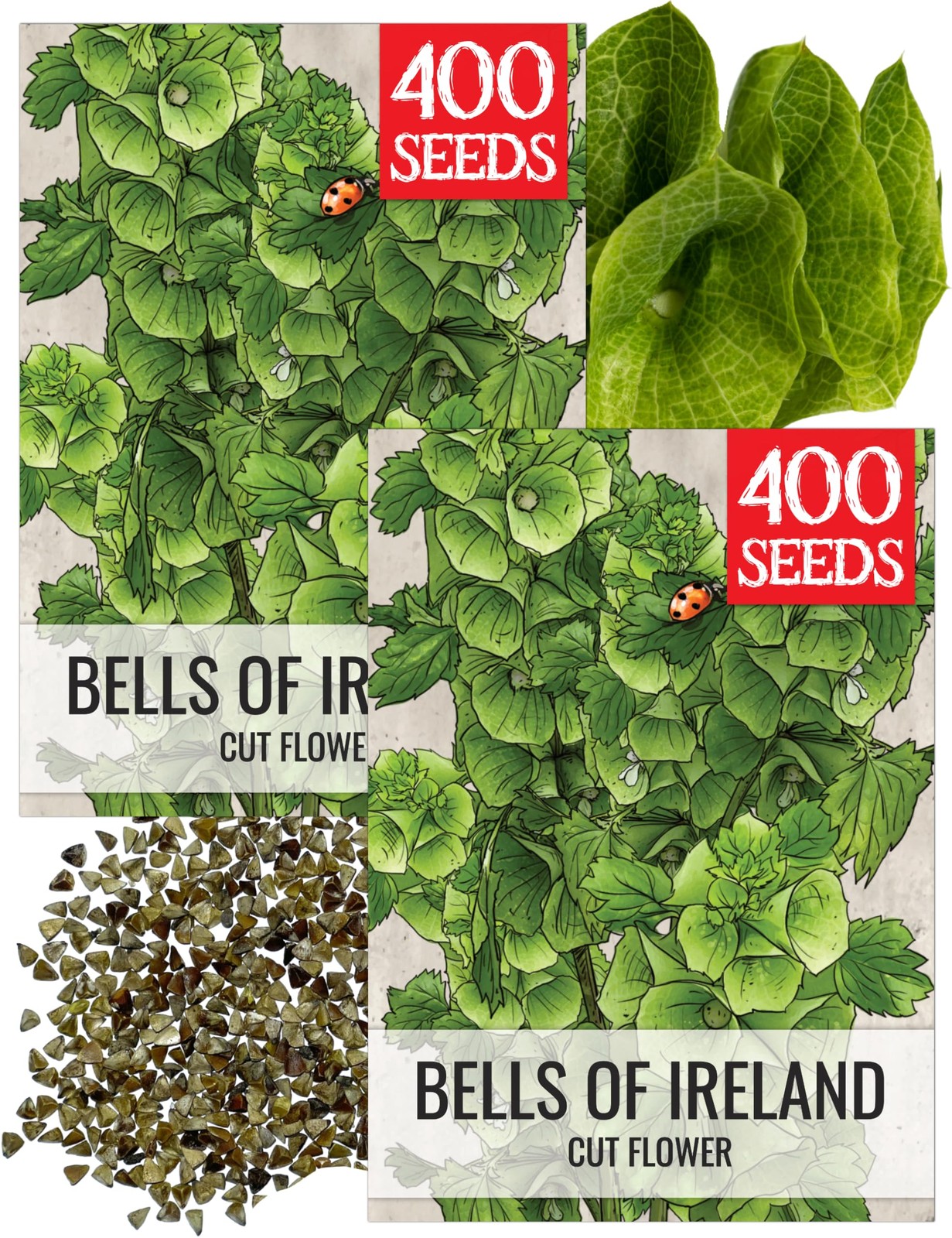 Bells of Ireland Seeds 400 Heirloom Molucella laevis for Planting