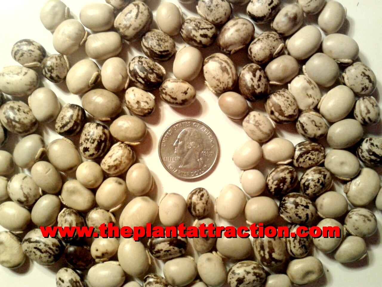 Mucuna Pruriens Vine 5 Seeds, Velvet Bean, Molted Strain NO ITCH, L dopa