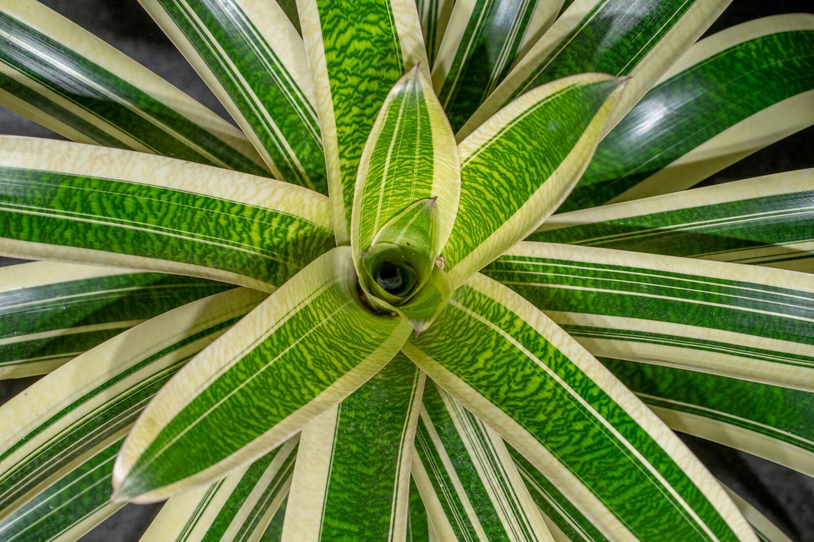 Bromelia – Vriesea Milky Way 6″ pot (Very Rare) – Live plant