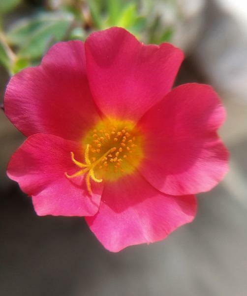 Portulaca oleracea | Little Hogweed | Common Purslane | 10 Seeds