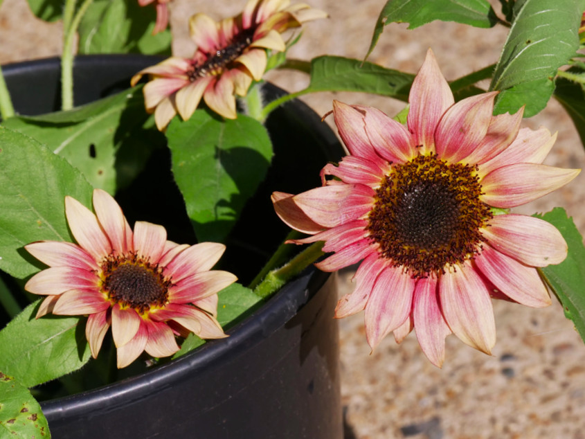 ProCut Ruby Eclipse Sunflower Seeds | Pink Red F1 Flower Seed 2024 Fast Shipping