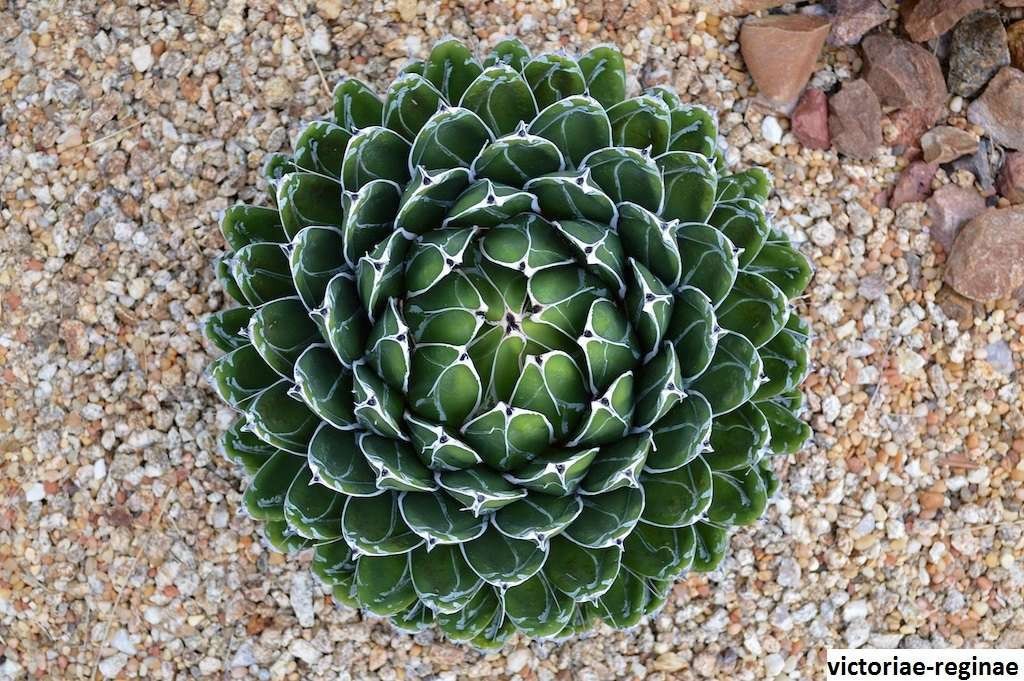 Agave reginae aka Queen Victoria agave 5 Seeds Free Shipping!