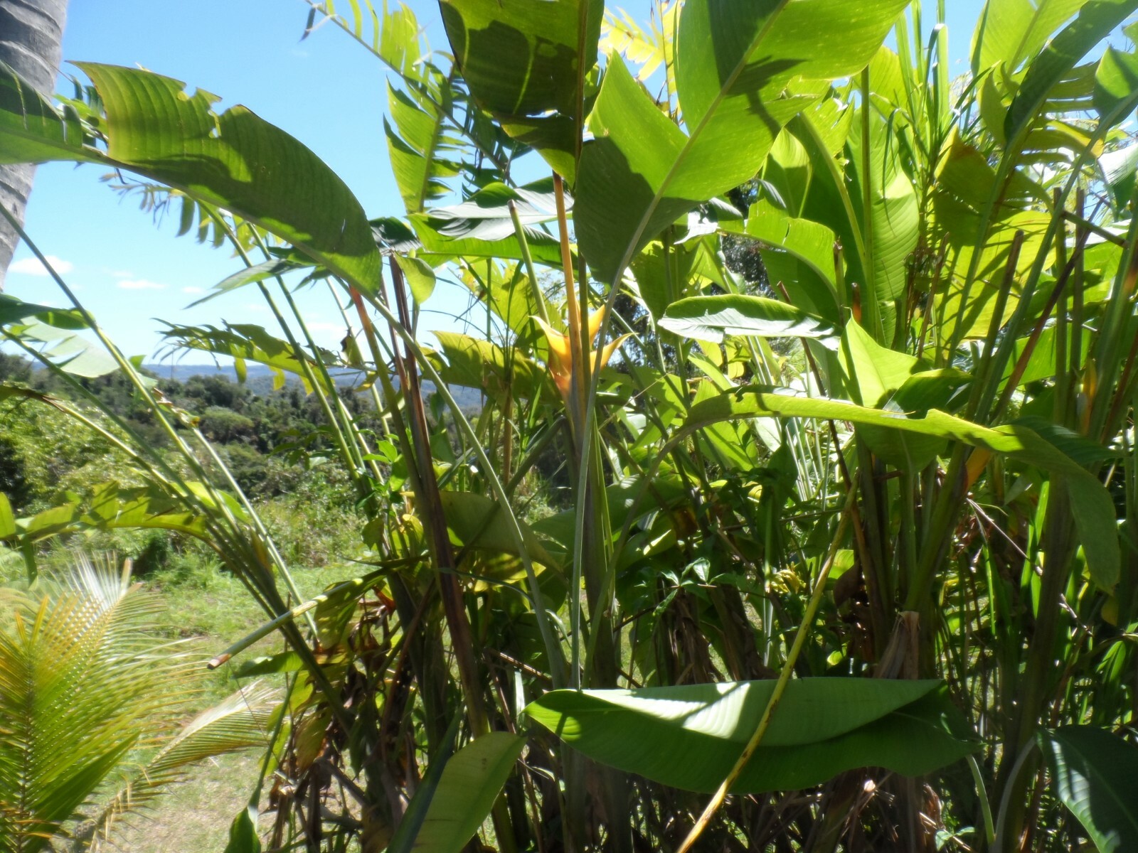 1 Large Heliconia Caribe Rhizome with 10 in of stem, Yellow exotic flowers!