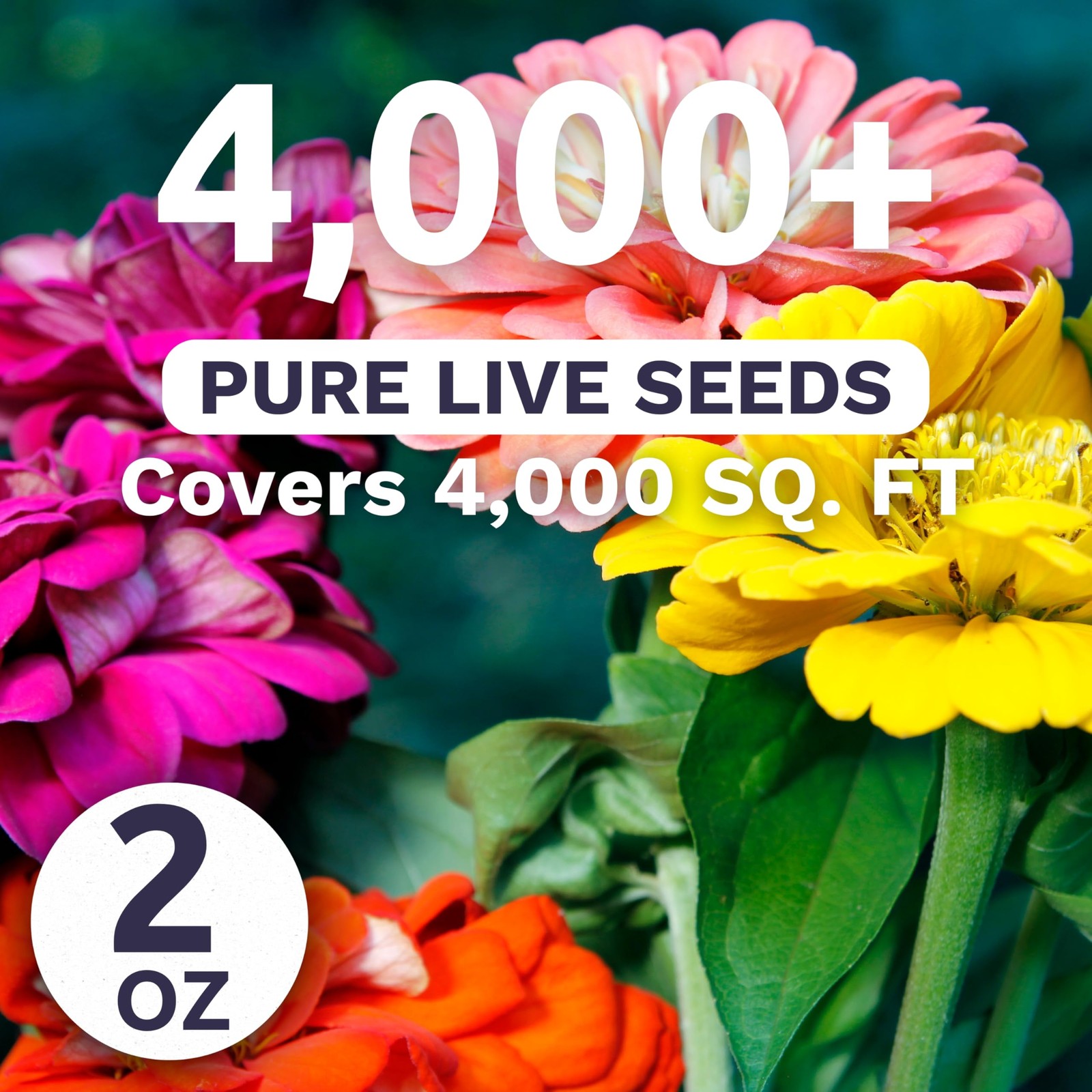 Zinnia State Fair Mix – Large 2 Ounces Seed Packet – 4,000 Flower Seeds for P…