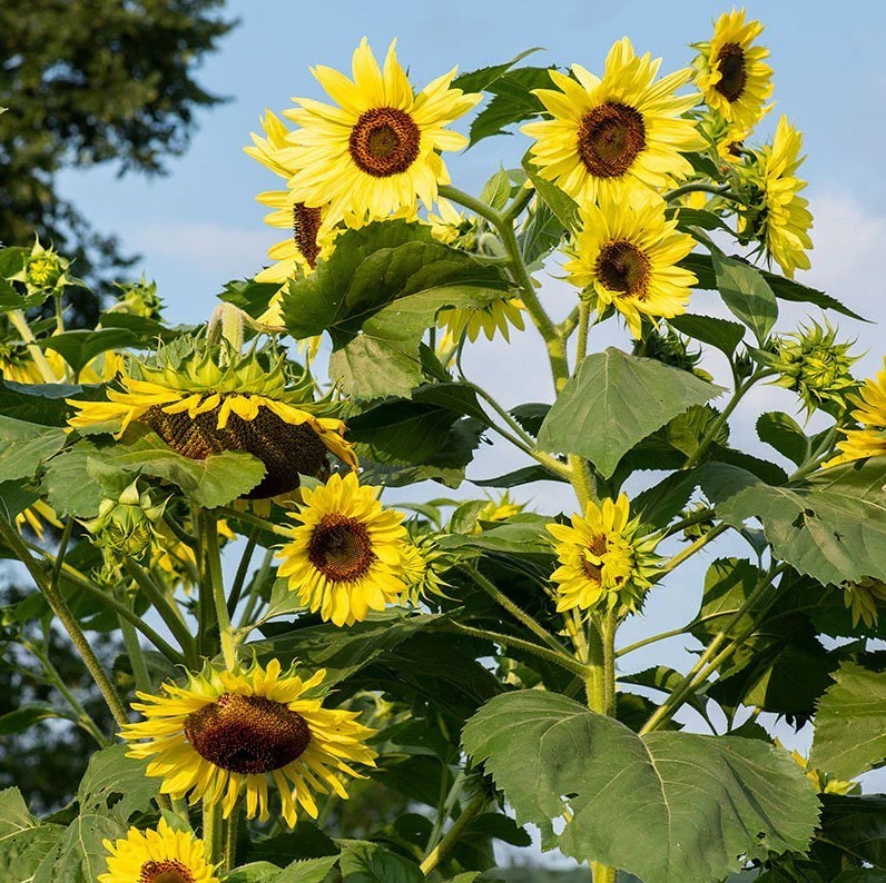 Lemon Queen Sunflower – Pack 25 Seeds – Annual Vibrant Blooms Flower
