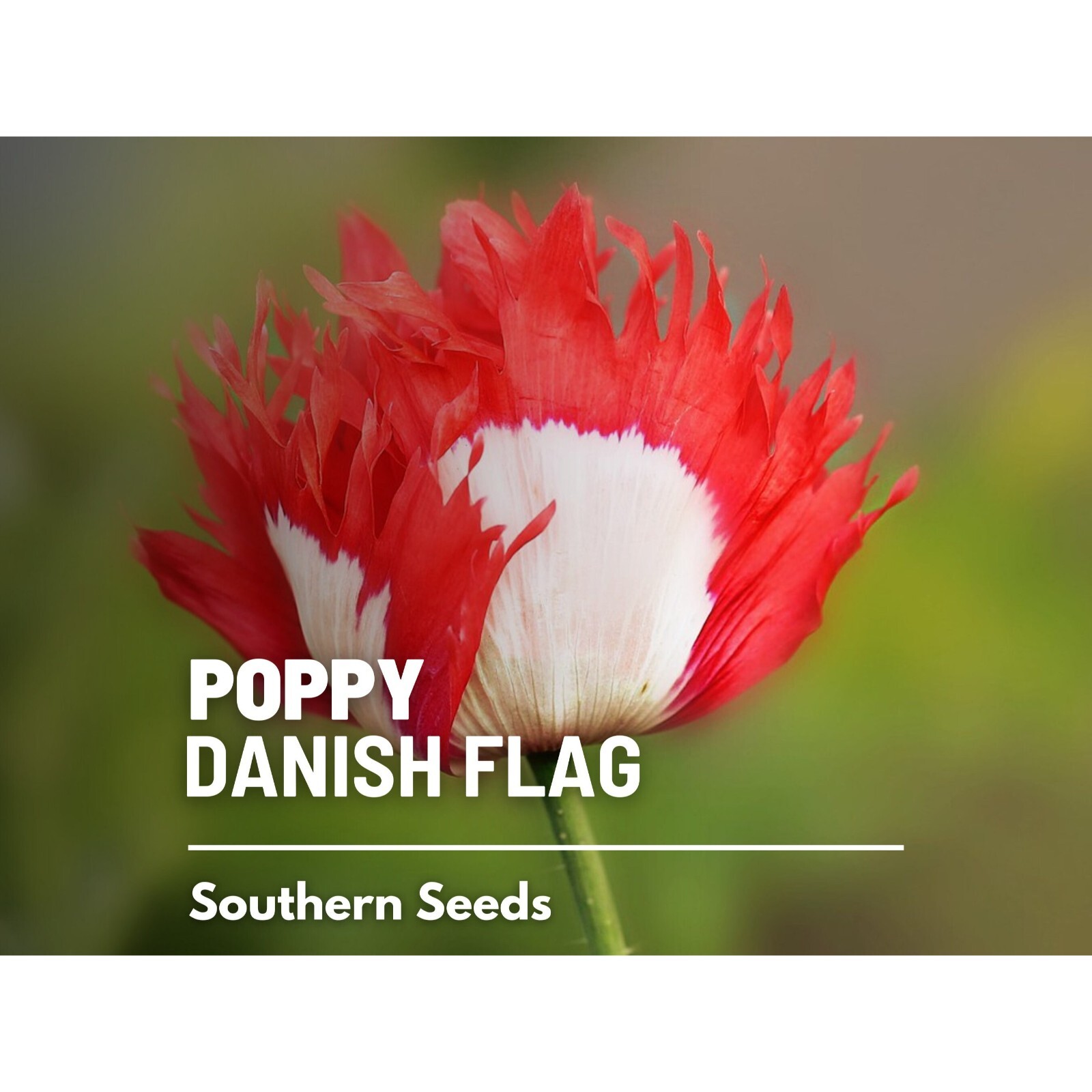 Poppy, Danish Flag – 100 Seeds – Heirloom Flower, Ruffled Red Petals, White Cros