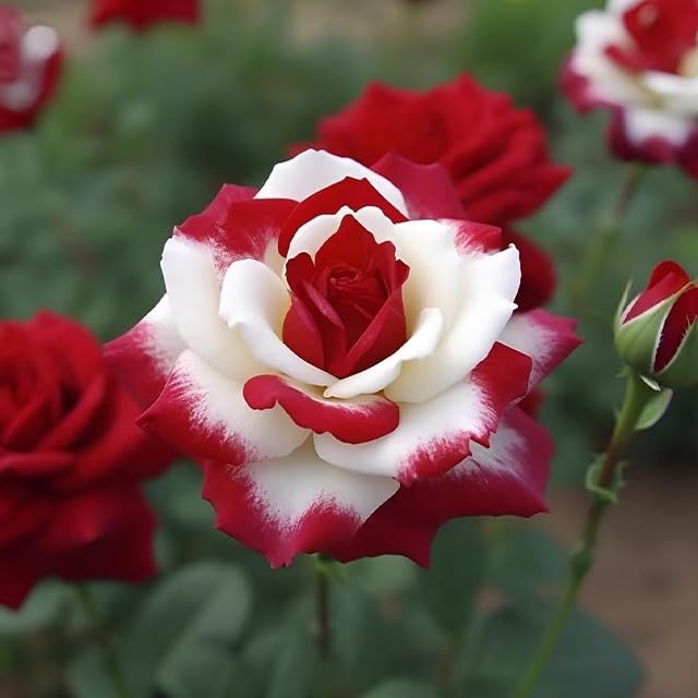 20 Rare Twin Red White Rose Flower Seeds for Planting – Captivating Garden Bloom