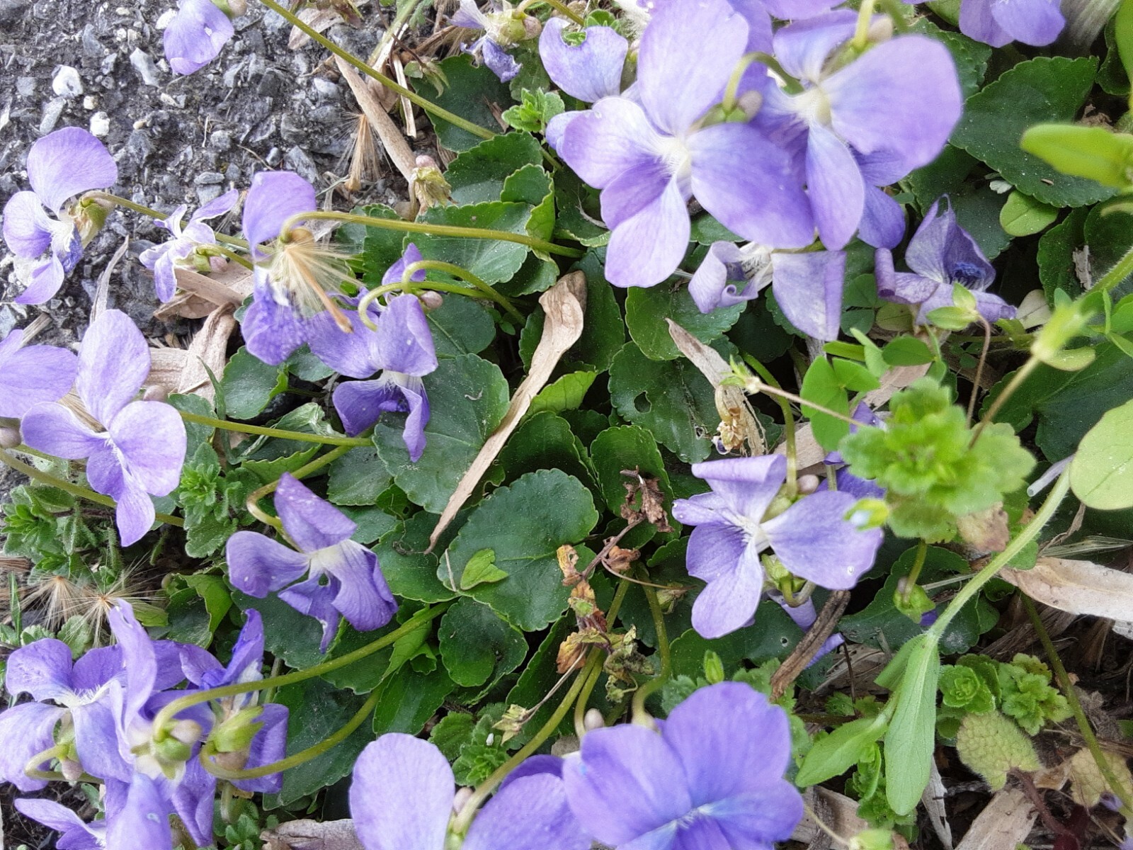 PURPLE WOODLAND VIOLETS PERENNIAL 12