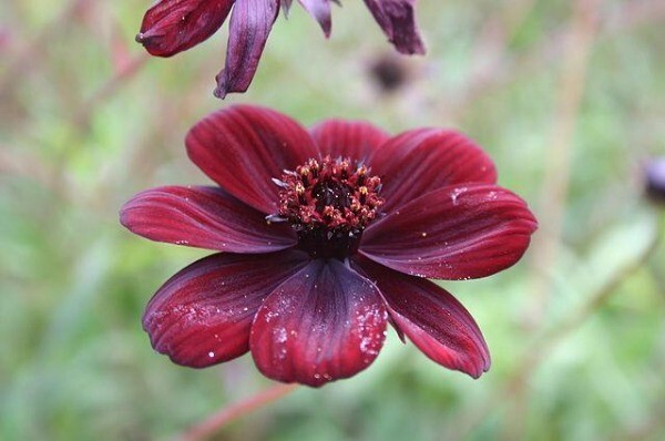 Cosmos atrosanguineus Black Magic | Chocolate Cosmos | 5 Seeds