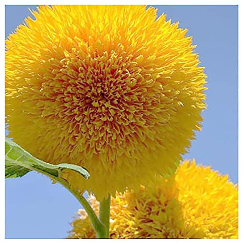 Teddy Bear Fluffy, Dwarf Sunflower Seeds 30 Seeds Up to 40″ Tall