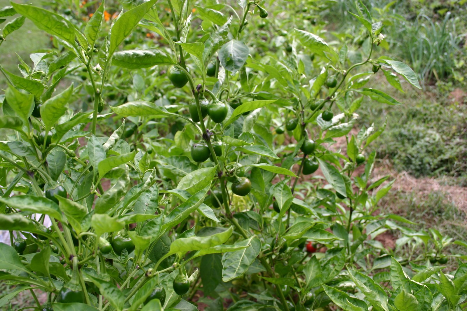South African sweet piquante peppa-dew pepper seed – 40 seeds