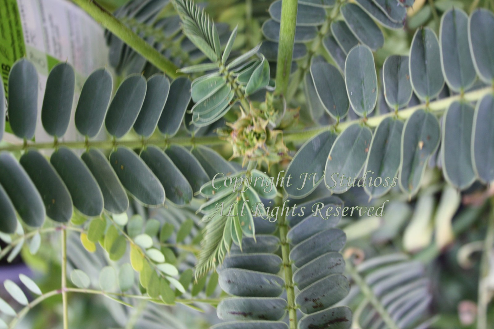 Tropical Seeds – Dwarf Poinciana 10 Heirloom Seeds-Caesalpinia pulcherrima