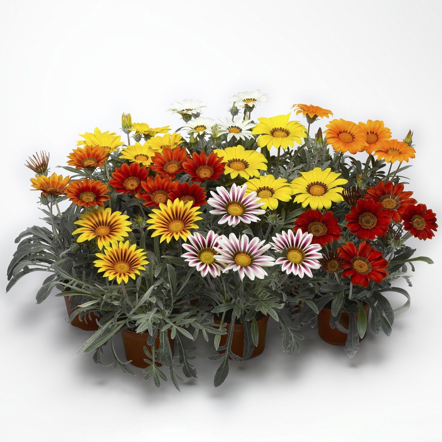 Gazania Seeds Kiss Frosty Mix 50 Flower Seeds