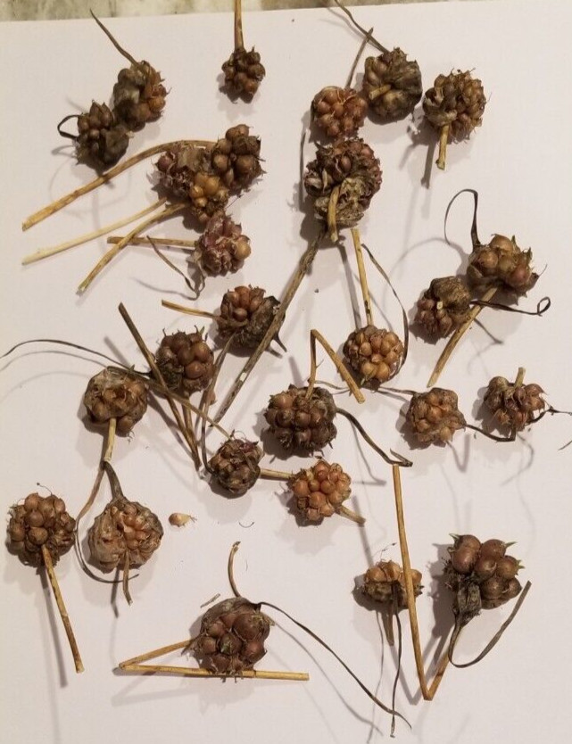 2 Hard Neck Wild Garlic Bulbs Harvested From My Garden in Ct. 8/24