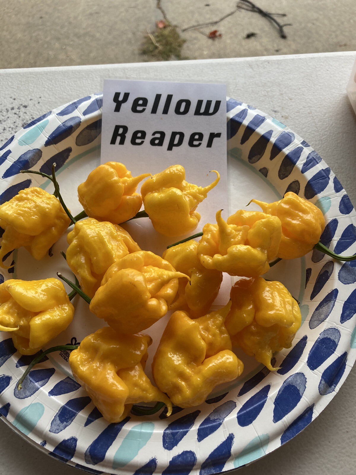 Yellow Reaper Hot Pepper Seeds 15+ Per Pack