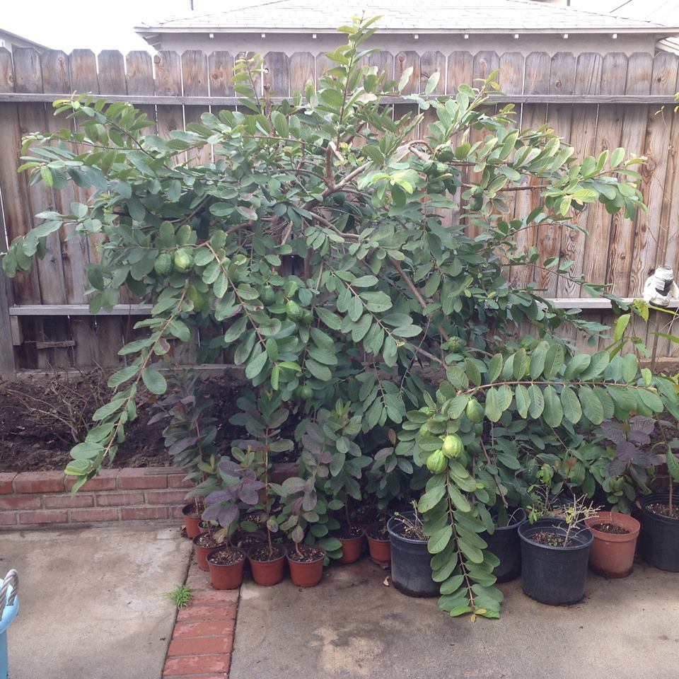 200 Large White Guava sweet fragrance fruit Seeds, 200 Seeds