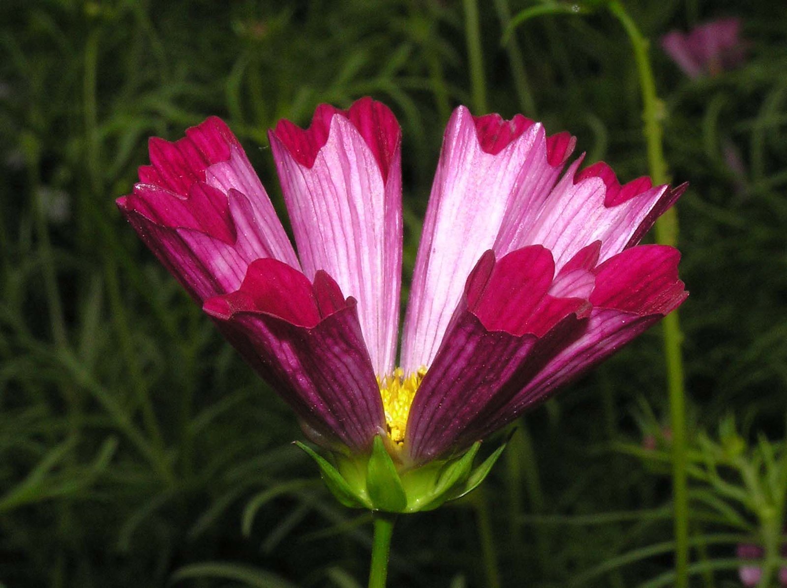 Cosmos Bipinnatus – Sea Shells seed
