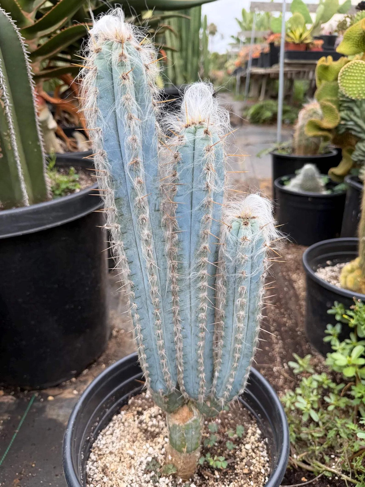 Blue Pilosocereus Pachycladus – Rare Hairy Blue Cactus with Pups | Live Plant