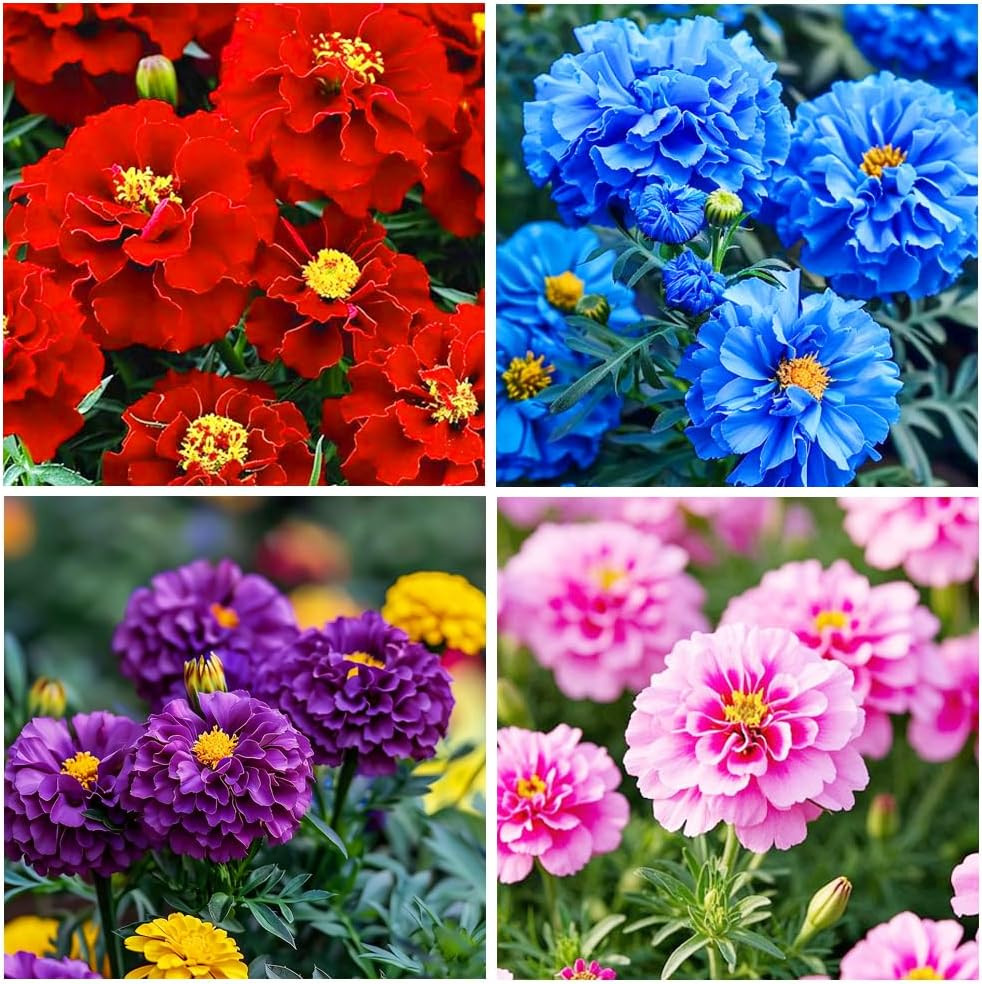1000+ Perennial Marigold Flower Seed for Planting Outdoor-Sparky Mix French Mari