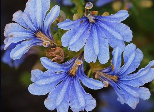 Lechenaultia floribunda EXTREMELY RARE 10 seeds