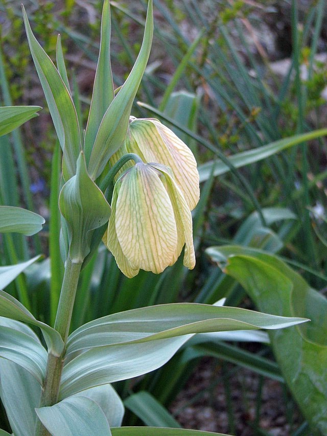 Fritillaria pallidiflora | Siberian Fritillary | 10 Seeds