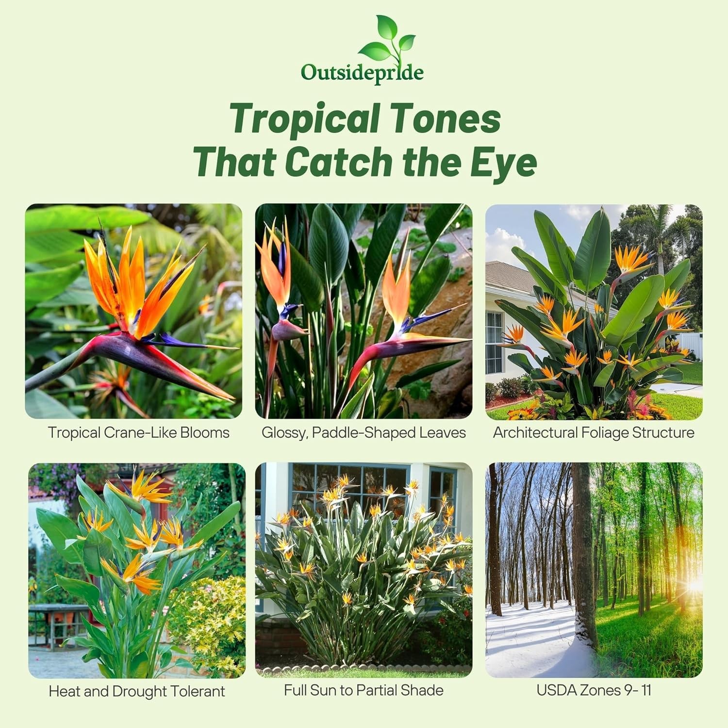 15 Seeds Bird of Paradise Seeds – Strelitzia Reginae Flower Seed