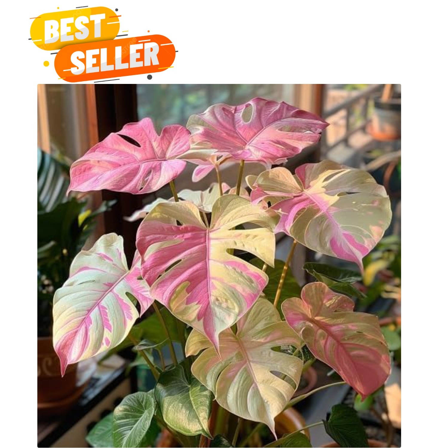 50pcs Mixed Monstera Plant Seeds, Rare Tropical Foliage Variety, Easy to Grow…