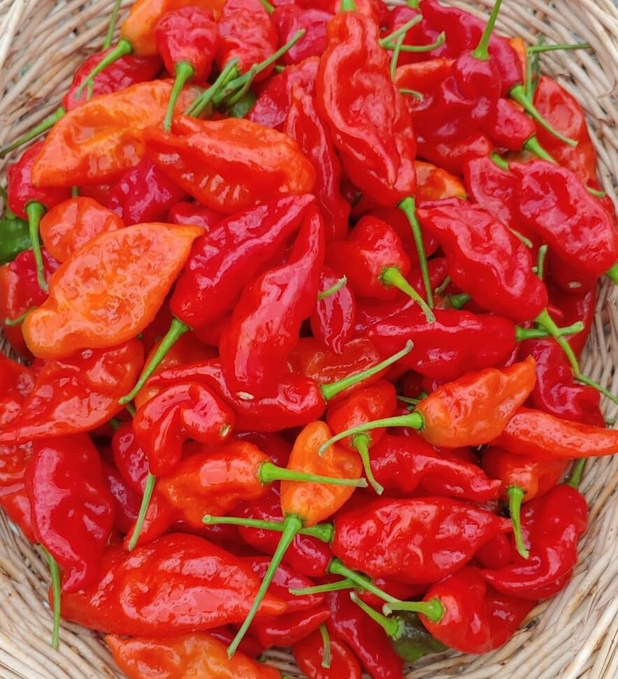 30+ Ghost Pepper Seeds Bhut Jolokia Extremely Hot Pepper Chili Genuine USA No…