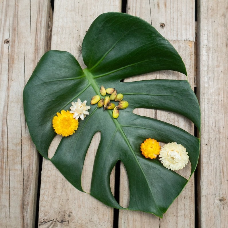 Monstera Deliciosa Seeds Fresh 10, 20 & 50 Count