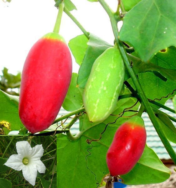 Coccinia Grandis 20 Seeds, Ivy Scarlet Edible Gourd, Tindora, Kowai Fruit Vine