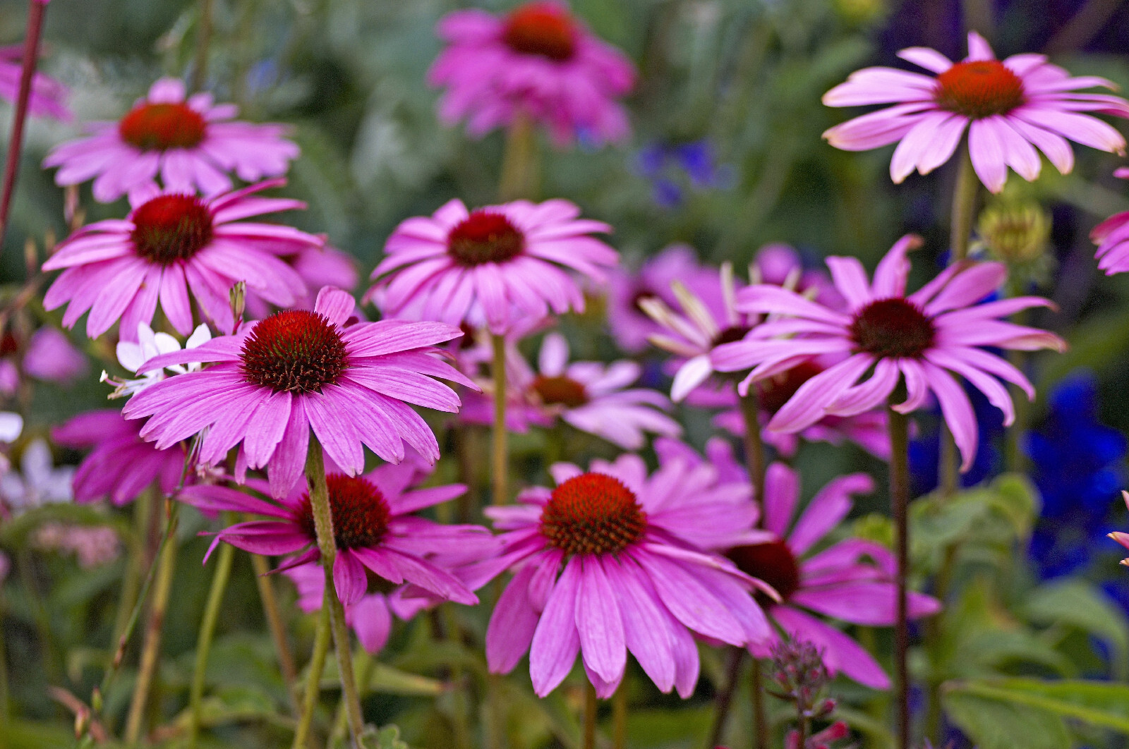 1000 PURPLE CONEFLOWER Echinacea Purpurea Flower Seeds *Flat S/H