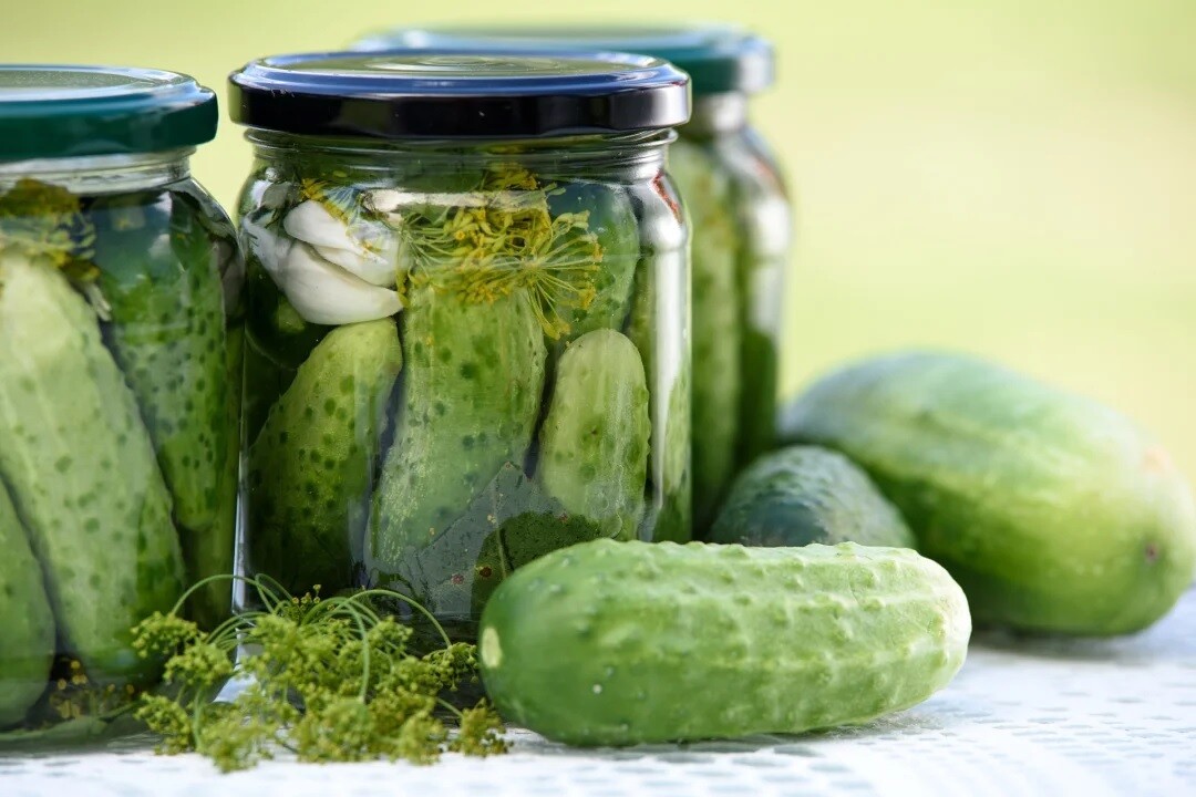 National Pickling Cucumber 25 Seeds Heirloom great for Dill pickles heavy yields