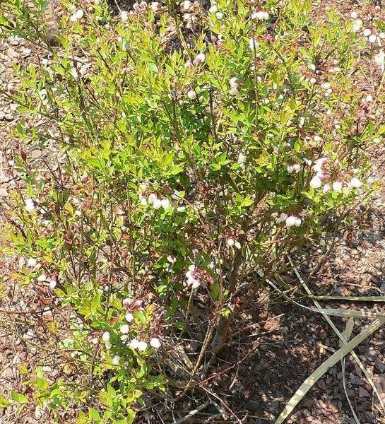 Vaccinium myrsinites | Florida Evergreen Blueberry | Shiny Blueberry | 20 Seeds