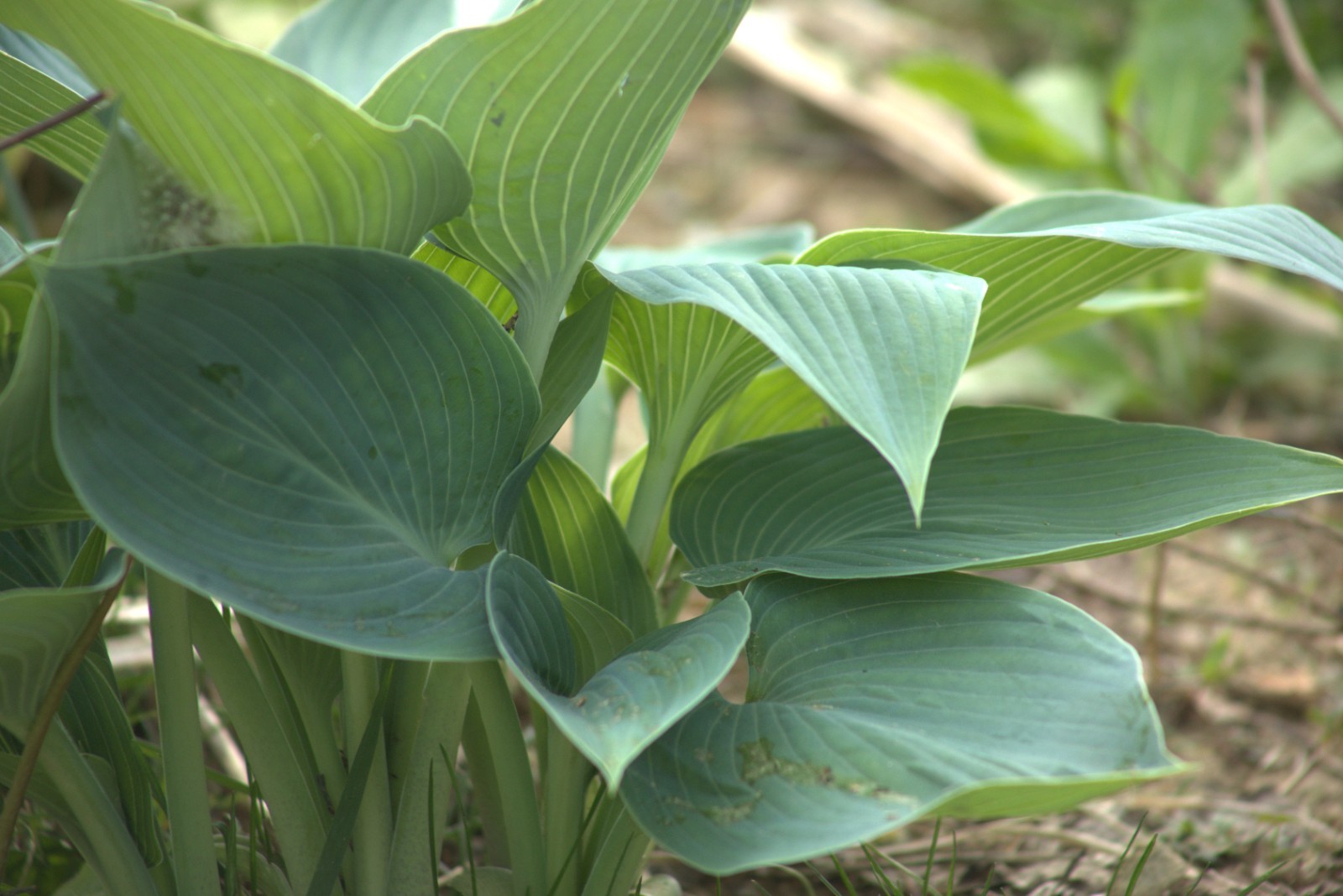 Hosta Bundle of 3 different varieties/Royal Stand./Francee/Halcyon/3 Roots total