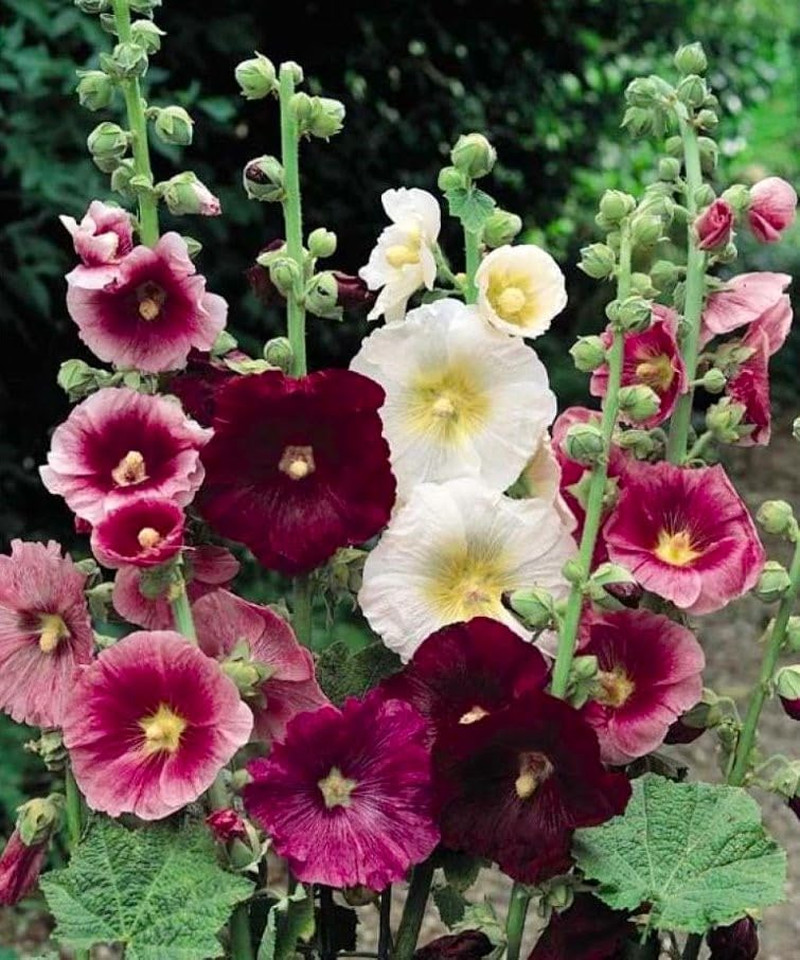 Seeds Hollyhock Seed Mix Malva 30+ Seeds for Planting Showy Perennial Flower Mul